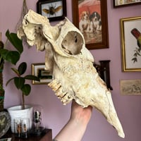 Image 1 of cow skull 
