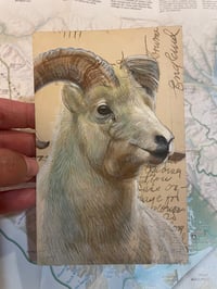 Image 1 of Mountain Goat on vintage postcard 