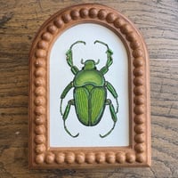Image 4 of Water colour beetle 