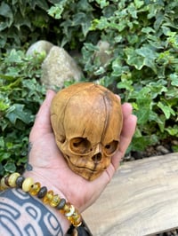 Image 4 of 1:1 scale Foetus Skull, hand carved Boxwood