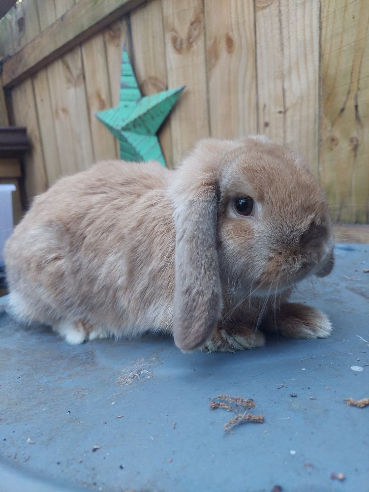 Image of Feed Our Animals Party 🐇🐓