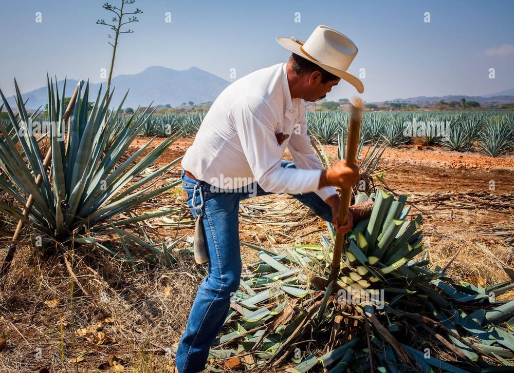 Healthy Gut! Prebiotic-Probiotic Powder. Menopause-Bones-Colitis-Gas-Bloating-Diabetes-Cravings