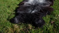 Image 4 of Harting Black Sheepskin #2