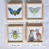 Framed 8 X 8 Prints