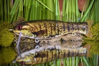 Finesse Floater 2pc - “Smallmouth”