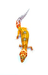 Giant White & Yellow Jungle Tangerine (H-04)