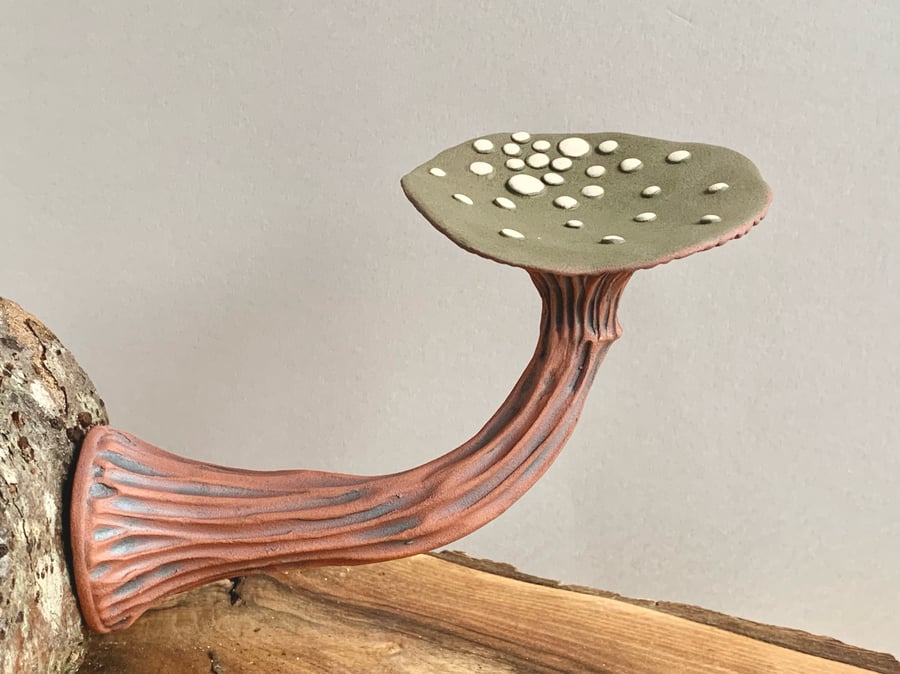 Image of Olive Wall Mushroom 