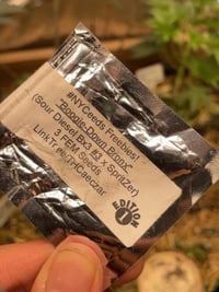 Image 2 of Boogie-Down Bronx S1 (Sour Diesel Bx3 #3 x SpritZer) originally bred by NYCeeds