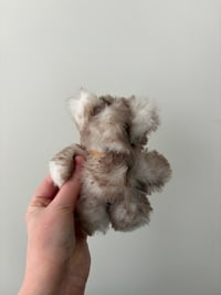 Image 3 of Sunny the Wolf Pup