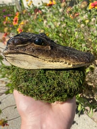 Image 2 of Alligator Head