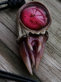 Image 24 of Crimson Oracle Snaggletooth Pendant OOAK