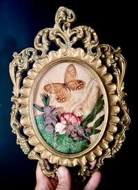 Image 3 of Clear-Wing Butterfly Botanical Frame