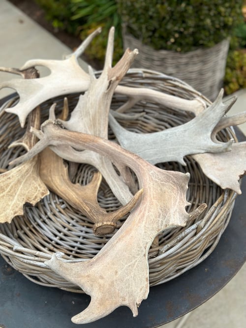 Image of Deer Antler