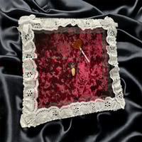 Valentines Orb Weaver