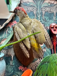 Image 2 of Taxidermy Green Woodexker 