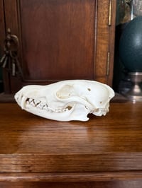 Image 2 of eu red fox skull 1