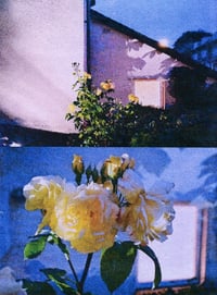 Image 2 of PICK ROSES AT NIGHT XII