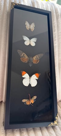 Image 3 of Cabinet of Wings