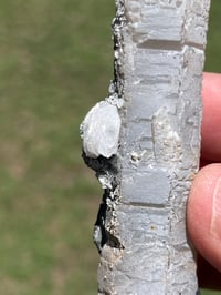 Image 5 of Coated Quartz Point & Calcite Specimen #2545