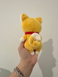 Image 4 of Shiba Baby