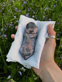 Painted cast. Diprosopus kitten