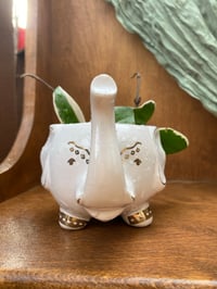 Image 3 of Sea Star Hoya in White/Gold Elephant