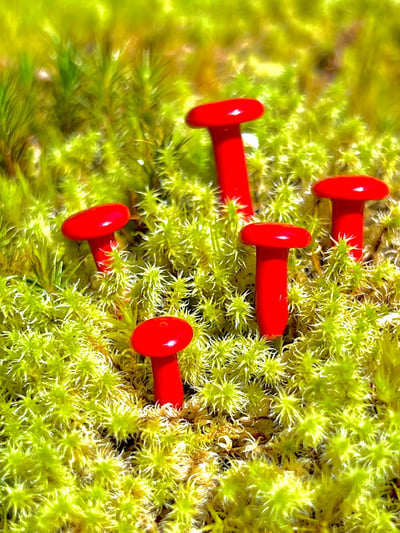 Image of 5 Red Mushroom Plant Spikes