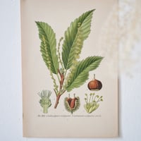 Image 4 of Planches De Botanique Chêne, Maronnier, Châtaignier & Bouleau