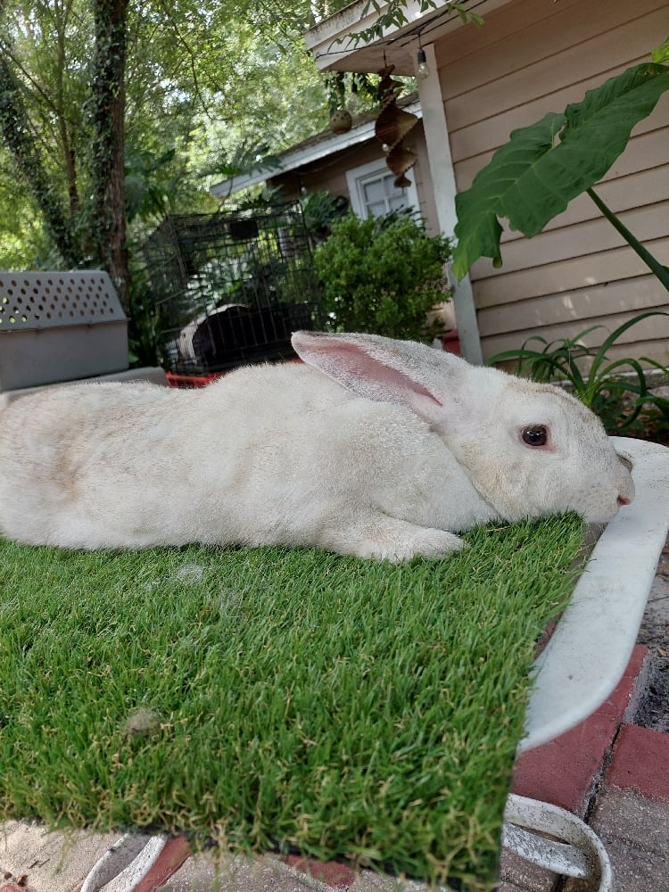 Image of Flemish Giant 9 (Fixed)