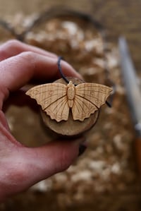 Image 4 of Tortoiseshell Butterfly 