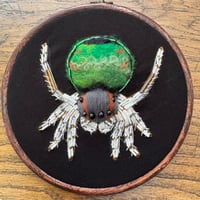 Image 4 of Peacock spider (6 inches) 