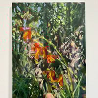 Image 2 of Montbretia