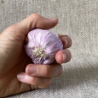 Image 2 of Purple Stripe Hardneck Garlic