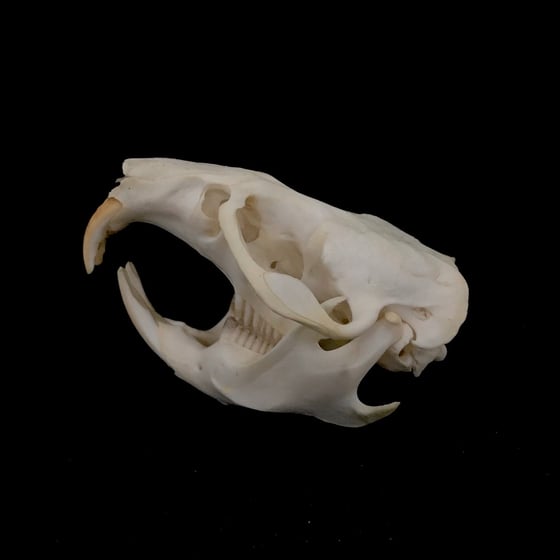 Image of Muskrat Skull
