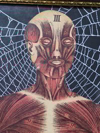 Image 3 of ANTIQUE ANATOMICAL COLLECTION - Preserved web  - 2