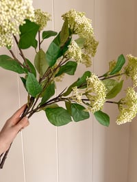 Image 1 of Luxury Elderflower Bouquet ( 3 Sprays Included )