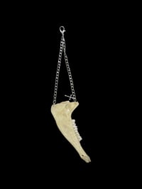 Image 3 of goat jaw hang chain