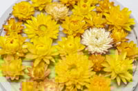 Image 5 of 60 Strawflower Heads - MIXED Colours