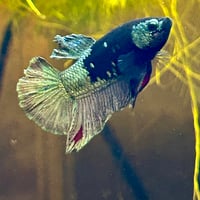 Image of Avatar Gold Red Vampire HMPK Male