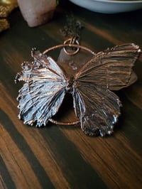 Image 1 of Real Butterfly