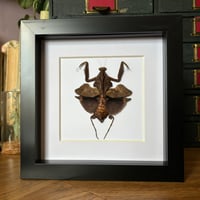 Image 2 of dead leaf mantis 