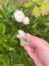 Image 4 of J Holders 