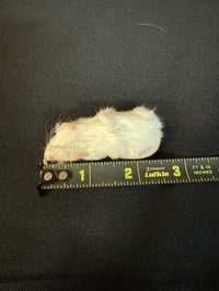 Image 1 of Hopper Mouse 