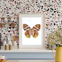 Image 5 of Thauria aliris Butterfly PRINT