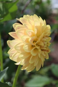 Image 2 of Florelie Fruit Tingle
