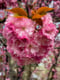Image of Prunus Kanzan (Sakura) Statement Necklace