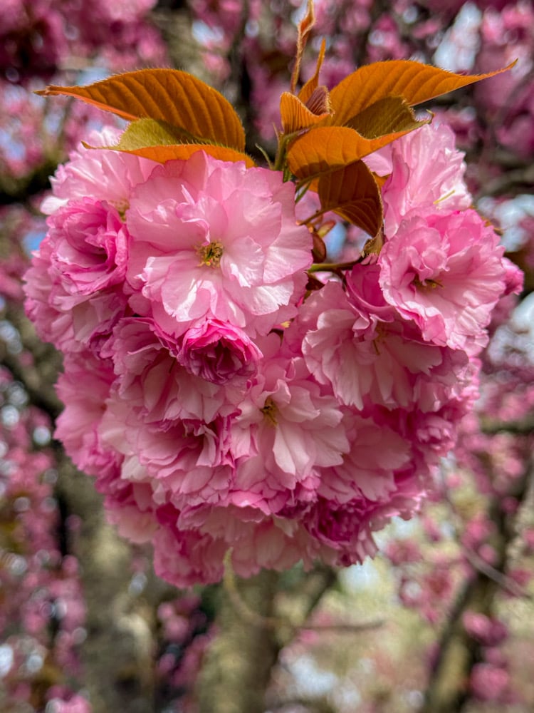 Image of Prunus Kanzan (Sakura) Statement Necklace 