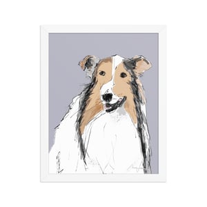 Image of COLLIE