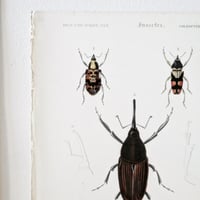 Image 4 of Illustration Ancienne Insectes