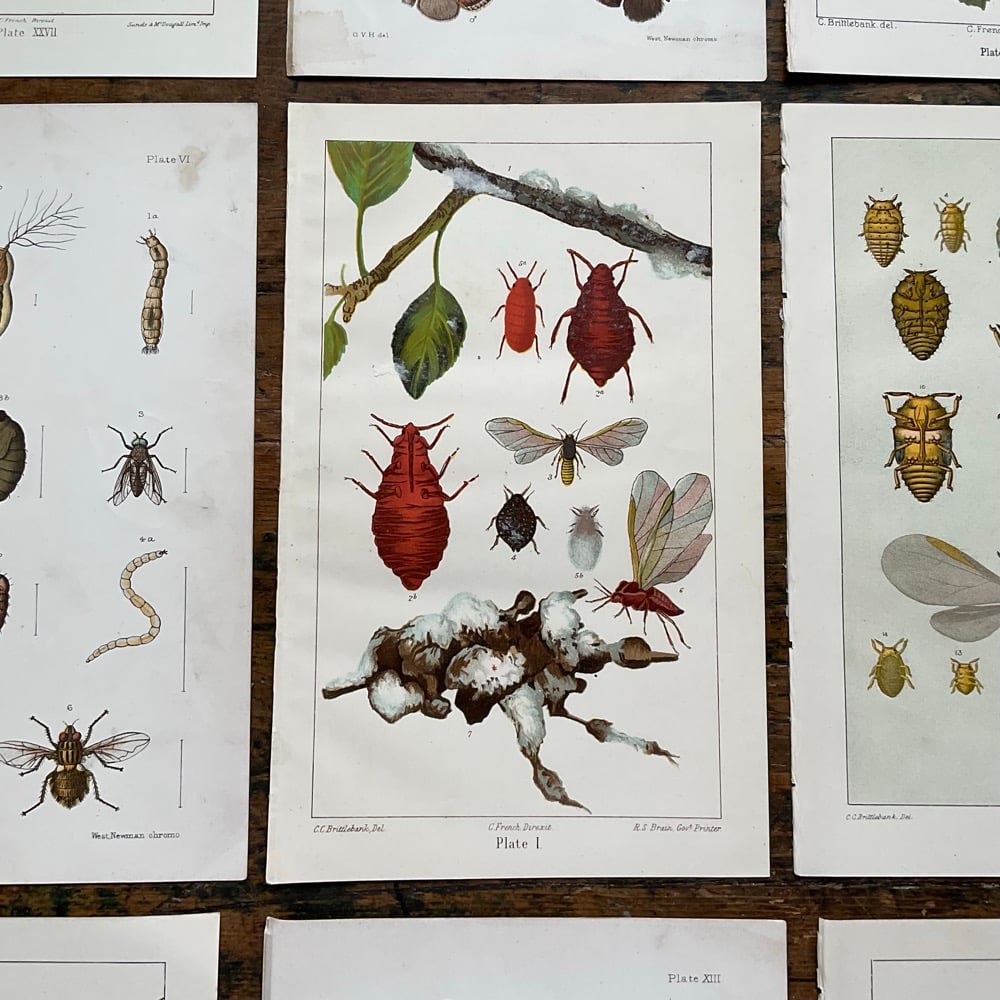 Image of Bug Pictures 